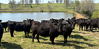 41 Angus & Black Baldy Cows... SW Missouri