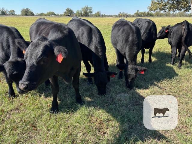 Cattle Range Listing Photo