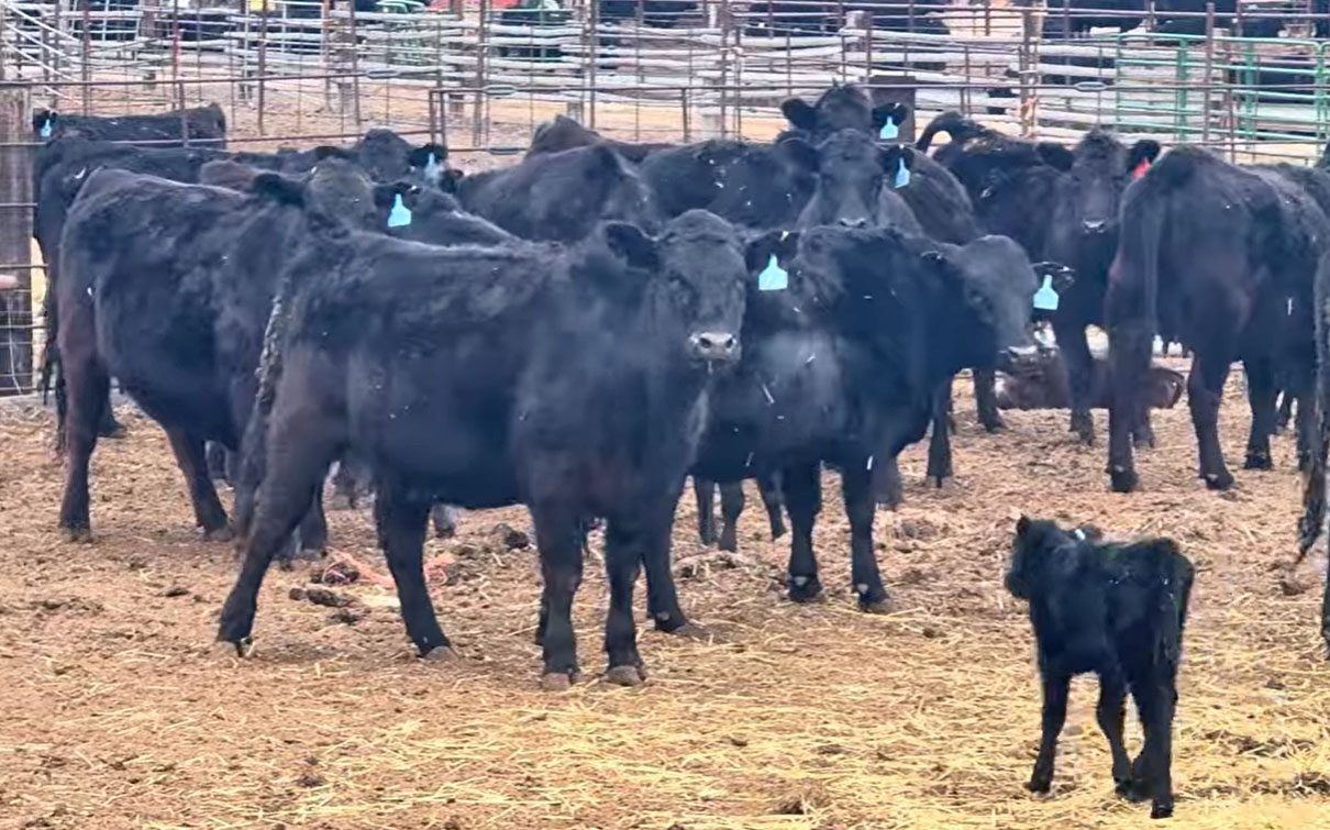 Cattle Range Listing Photo