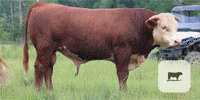 3 Reg. Hereford Bulls... N. Central LA