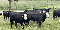 45 Angus & BWF Rep. Heifers... Southwest MO
