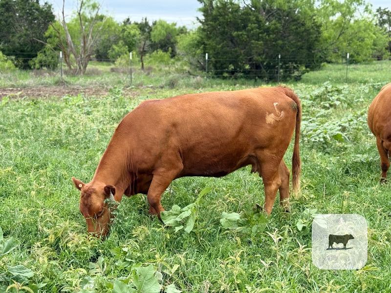 Cattle Range Listing Photo
