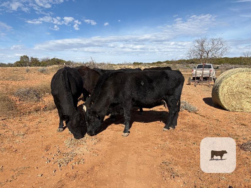 Cattle Range Listing Photo