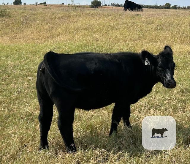 Cattle Range Listing Photo 3