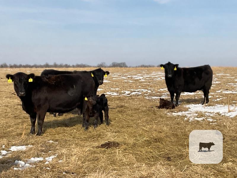 Cattle Range Listing Photo