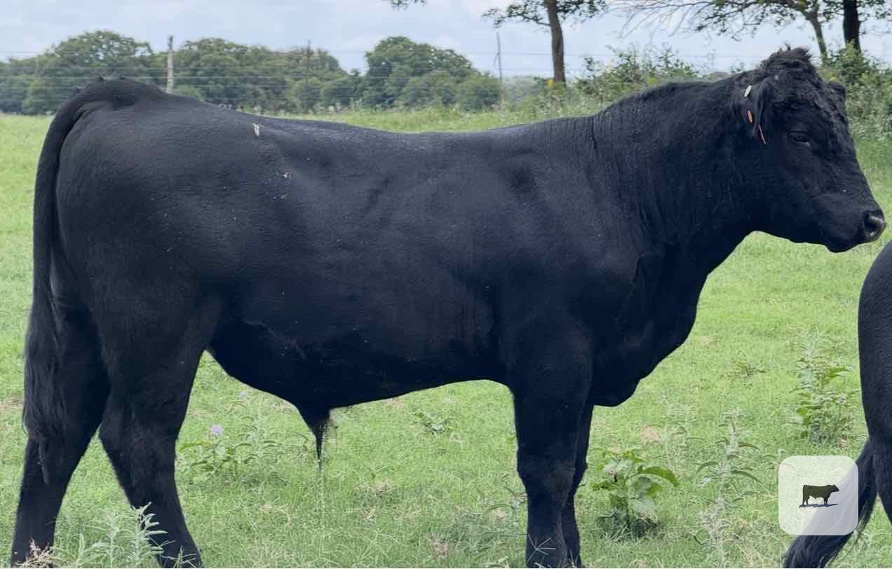 Cattle Range Listing Photo