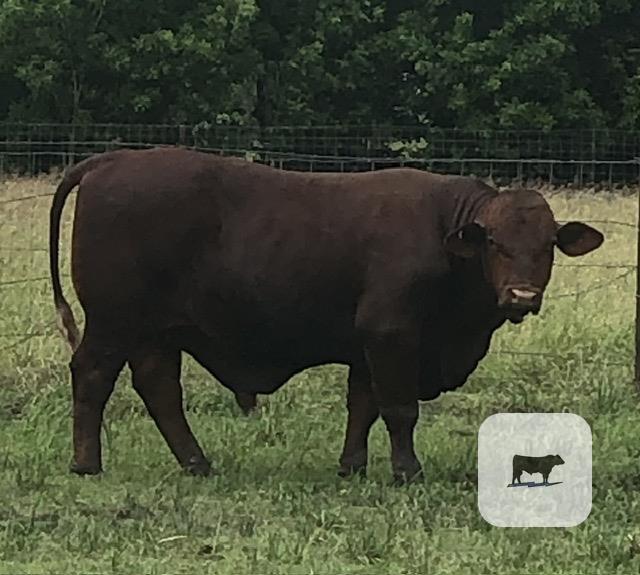 Cattle Range Listing Photo