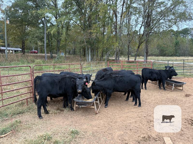 Cattle Range Listing Photo 4