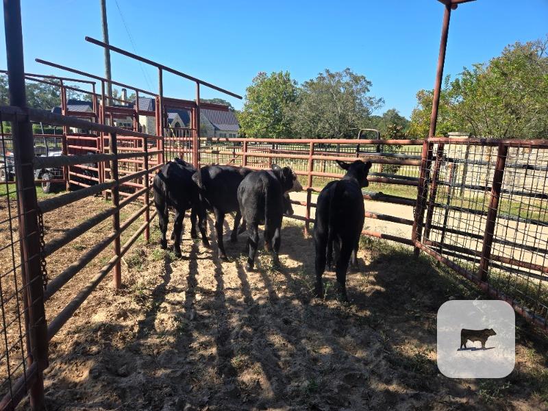 Cattle Range Listing Photo