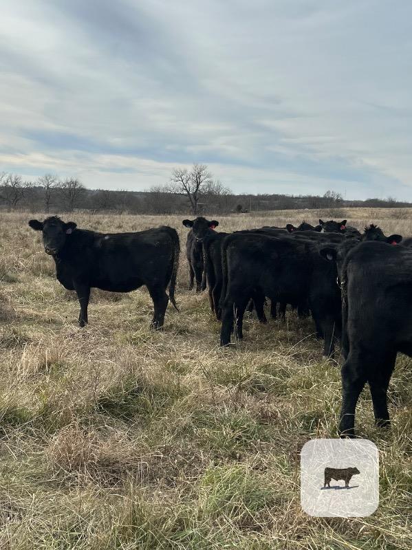 Cattle Range Listing Photo