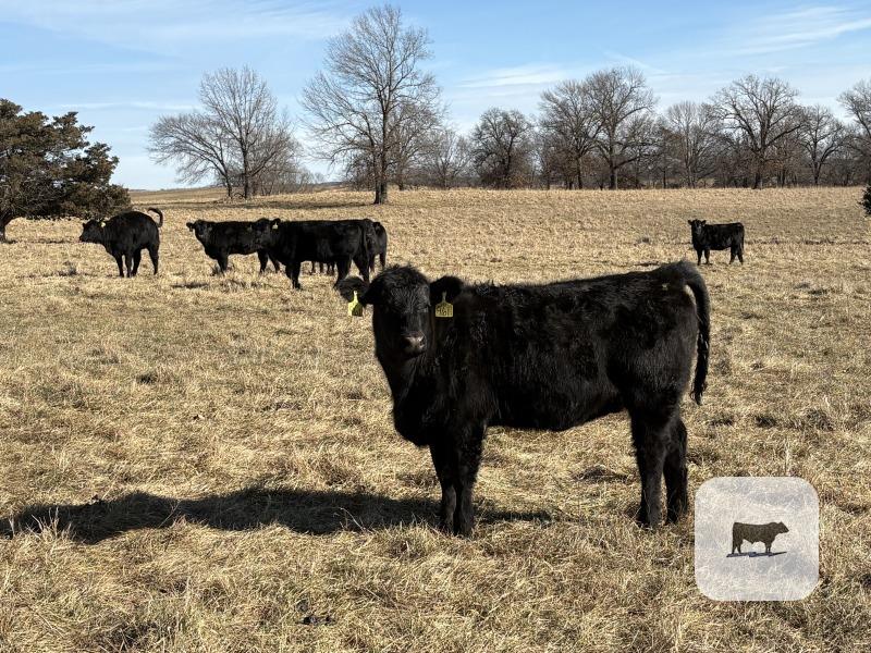 Cattle Range Listing Photo