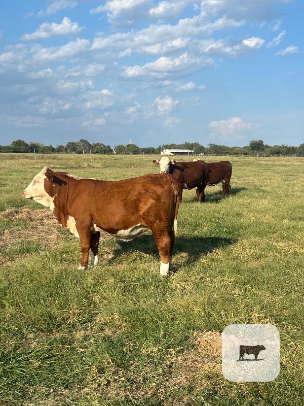 Cattle Range Listing Photo 3