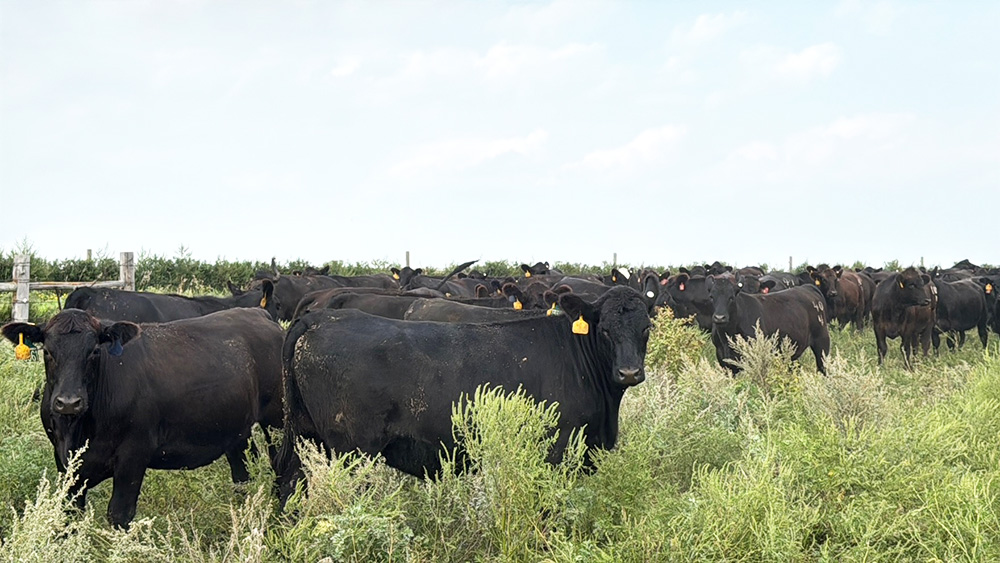 Cattle Range Listing Photo