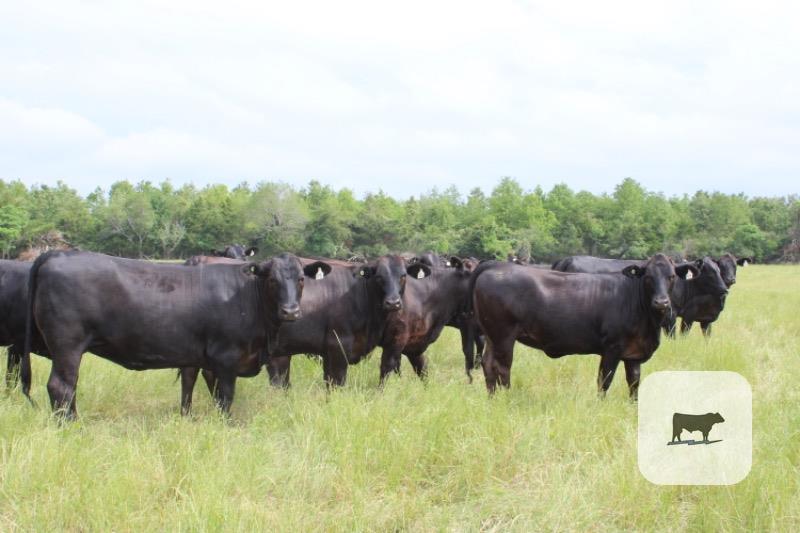 Cattle Range Listing Photo