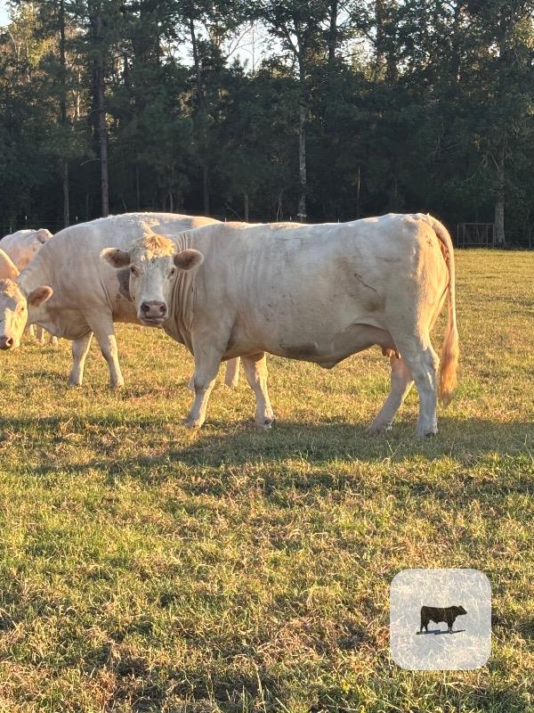 Cattle Range Listing Photo