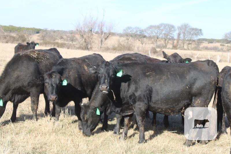 Cattle Range Listing Photo