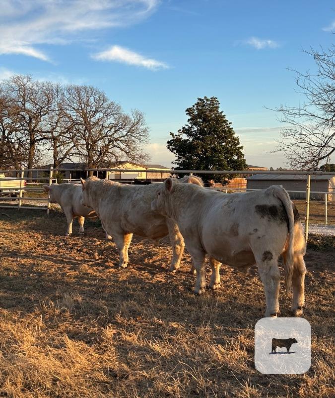 Cattle Range Listing Photo