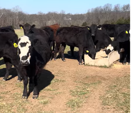Cattle Range Listing Photo