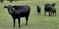 50 Angus Cross 1st-Calf Pairs... N. Central OK