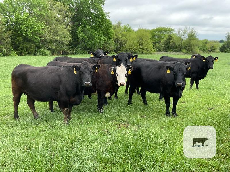 Cattle Range Listing Photo