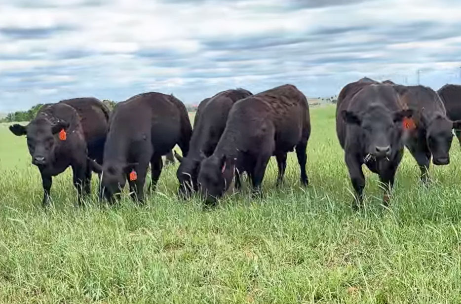 Cattle Range Listing Photo