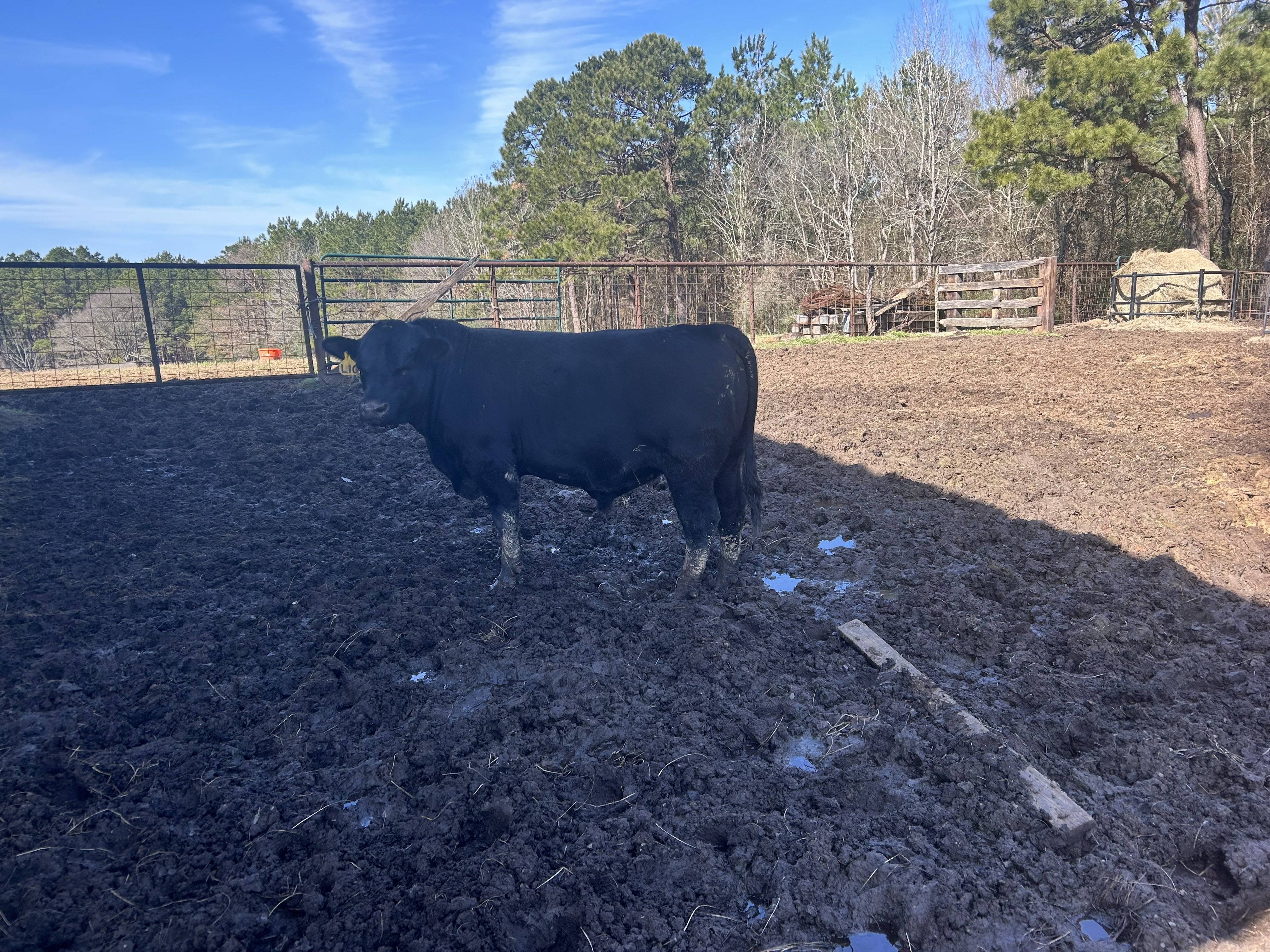Cattle Range Listing Photo