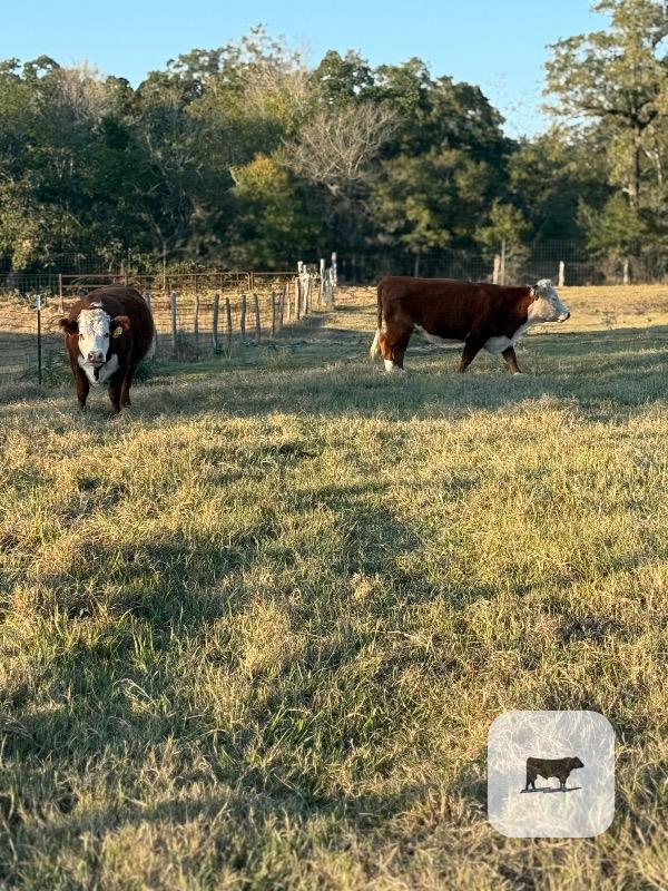 Cattle Range Listing Photo 4