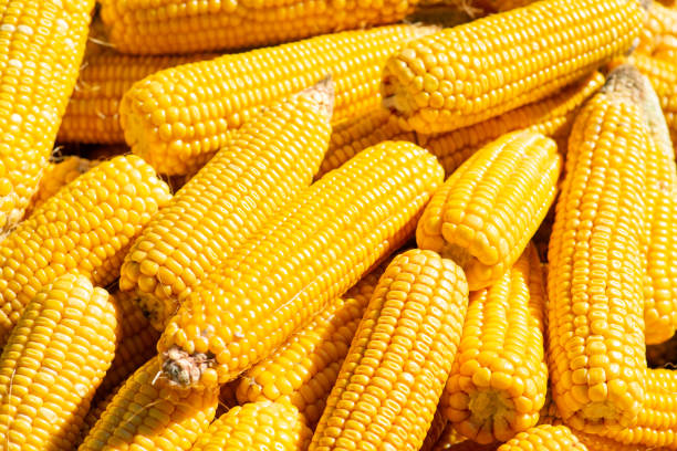 US Farmers expect to Plant Less Corn in 2026
