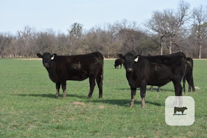 Cattle Range Listing Photo