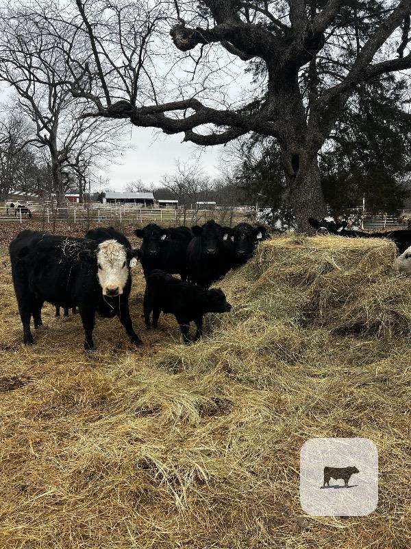 Cattle Range Listing Photo