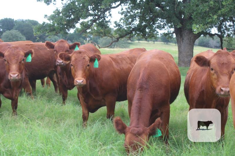 Cattle Range Listing Photo