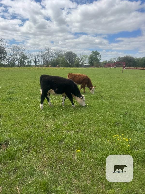 Cattle Range Listing Photo