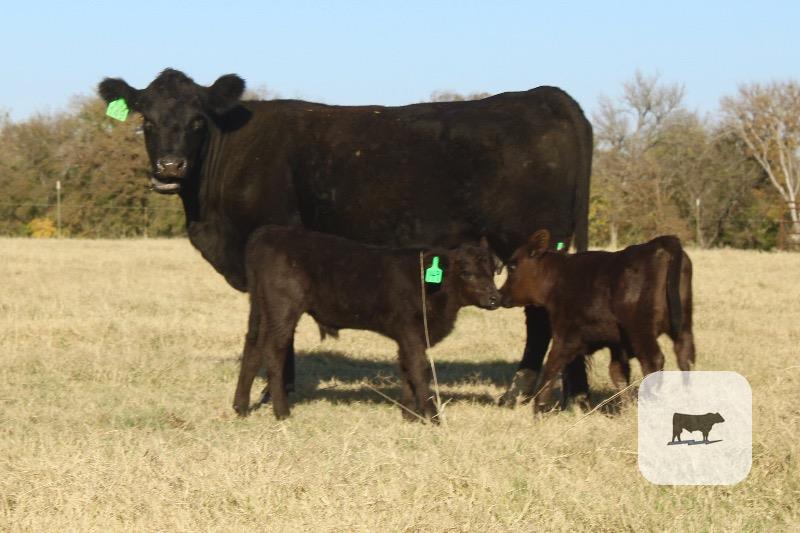 Cattle Range Listing Photo