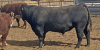4 Angus Bulls... TX Panhandle