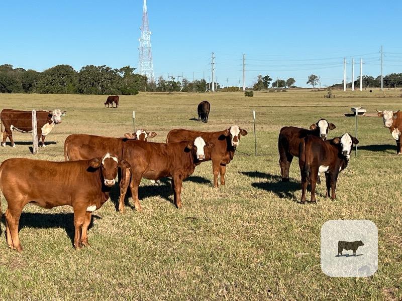Cattle Range Listing Photo