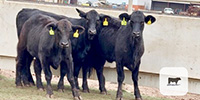 4 Brangus & Brangus Cross Bred Heifers... Central TX