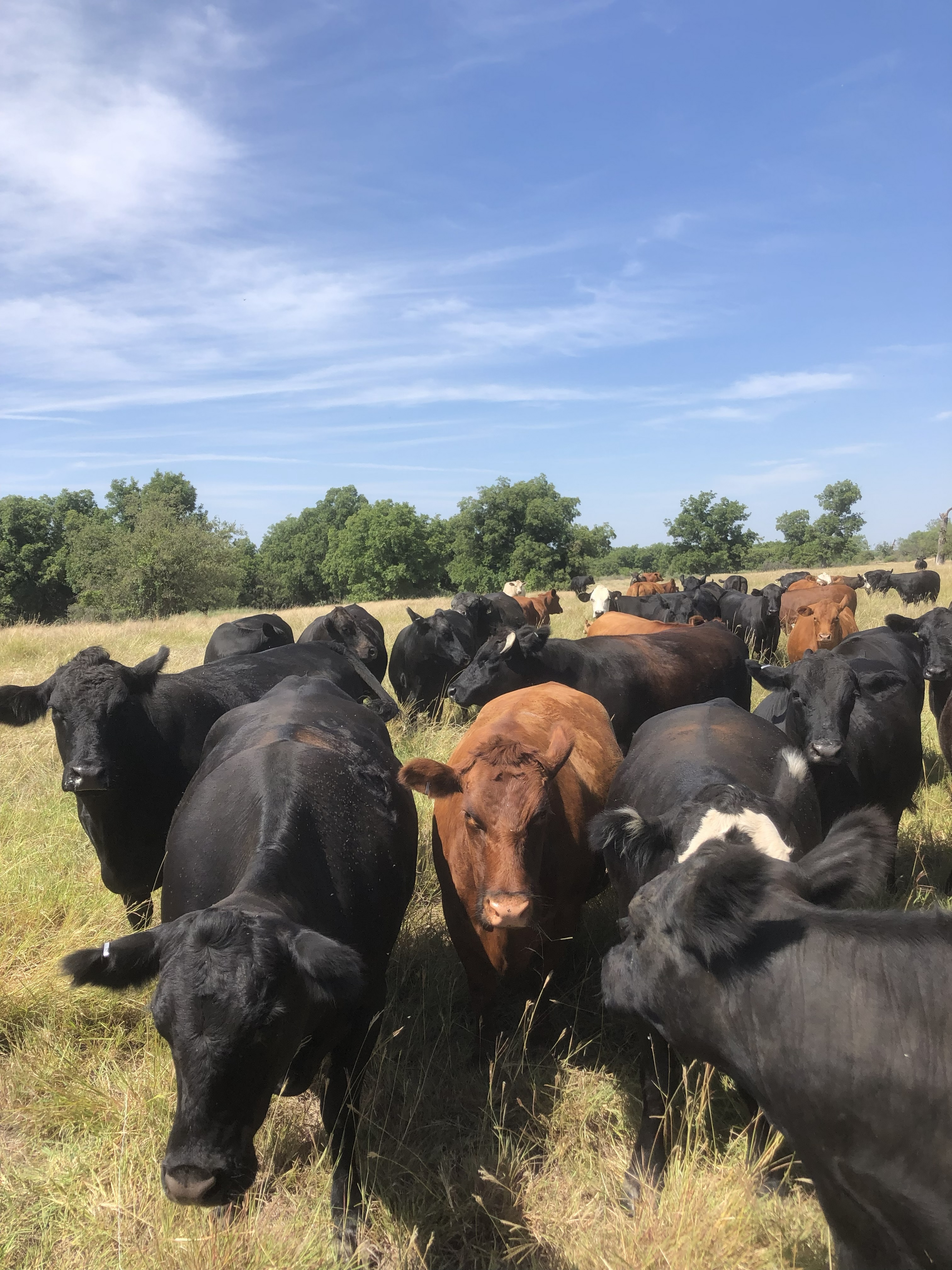 Cattle Range Listing Photo