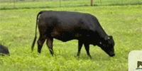 35 Brangus & Super Baldy Bred Heifers... Central TX