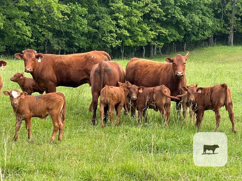 Pasture & Range Conditions as of 5/10/26