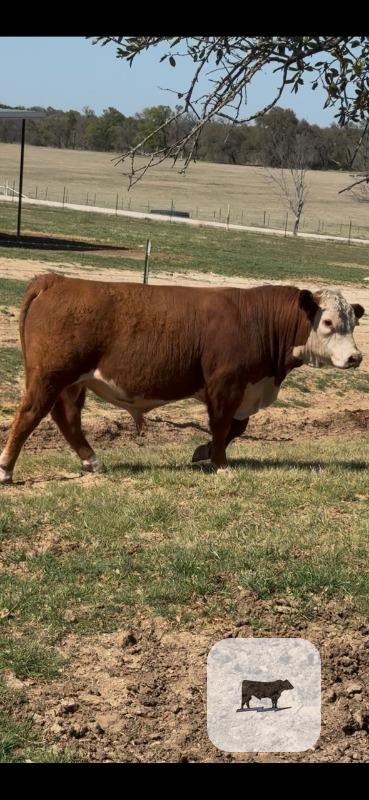 Cattle Range Listing Photo
