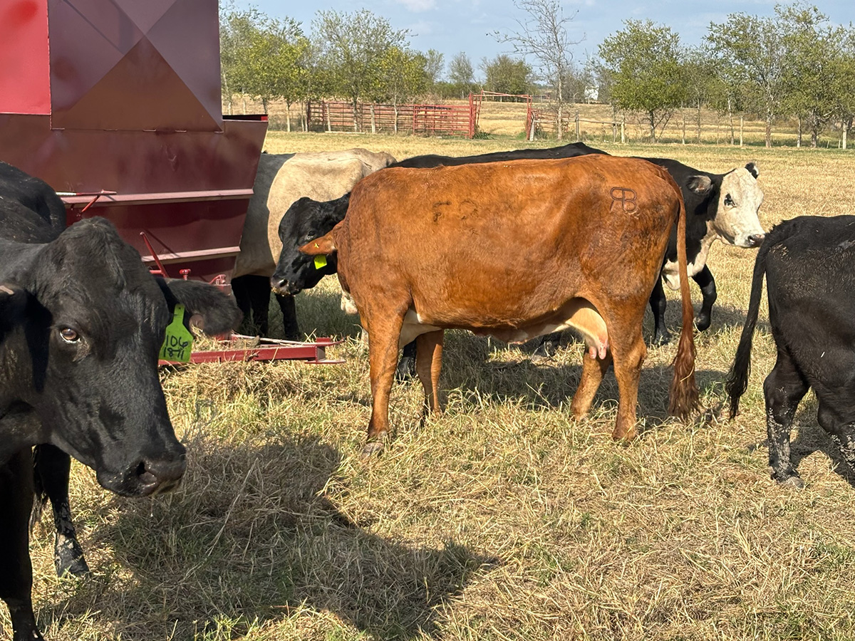 Cattle Range Listing Photo
