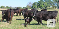 10 Angus & BWF 1st-Calf Pairs... Central TX