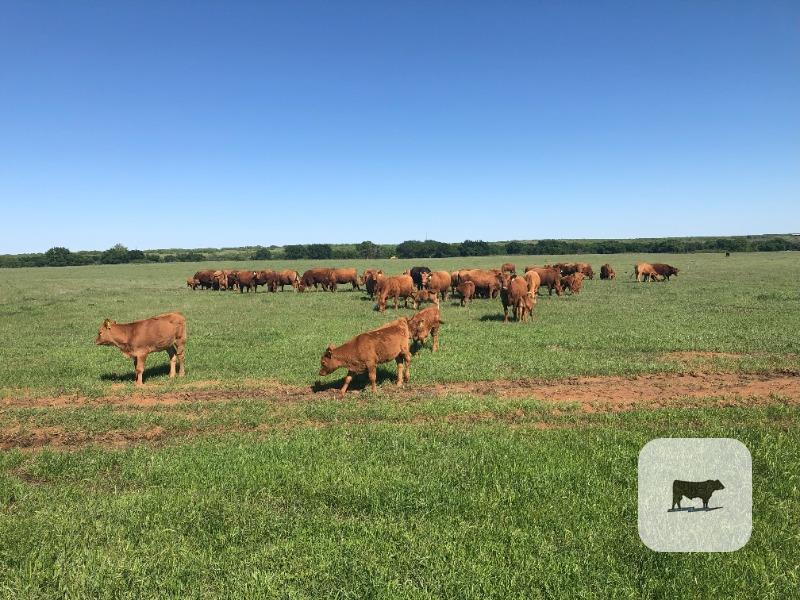 Cattle Range Listing Photo