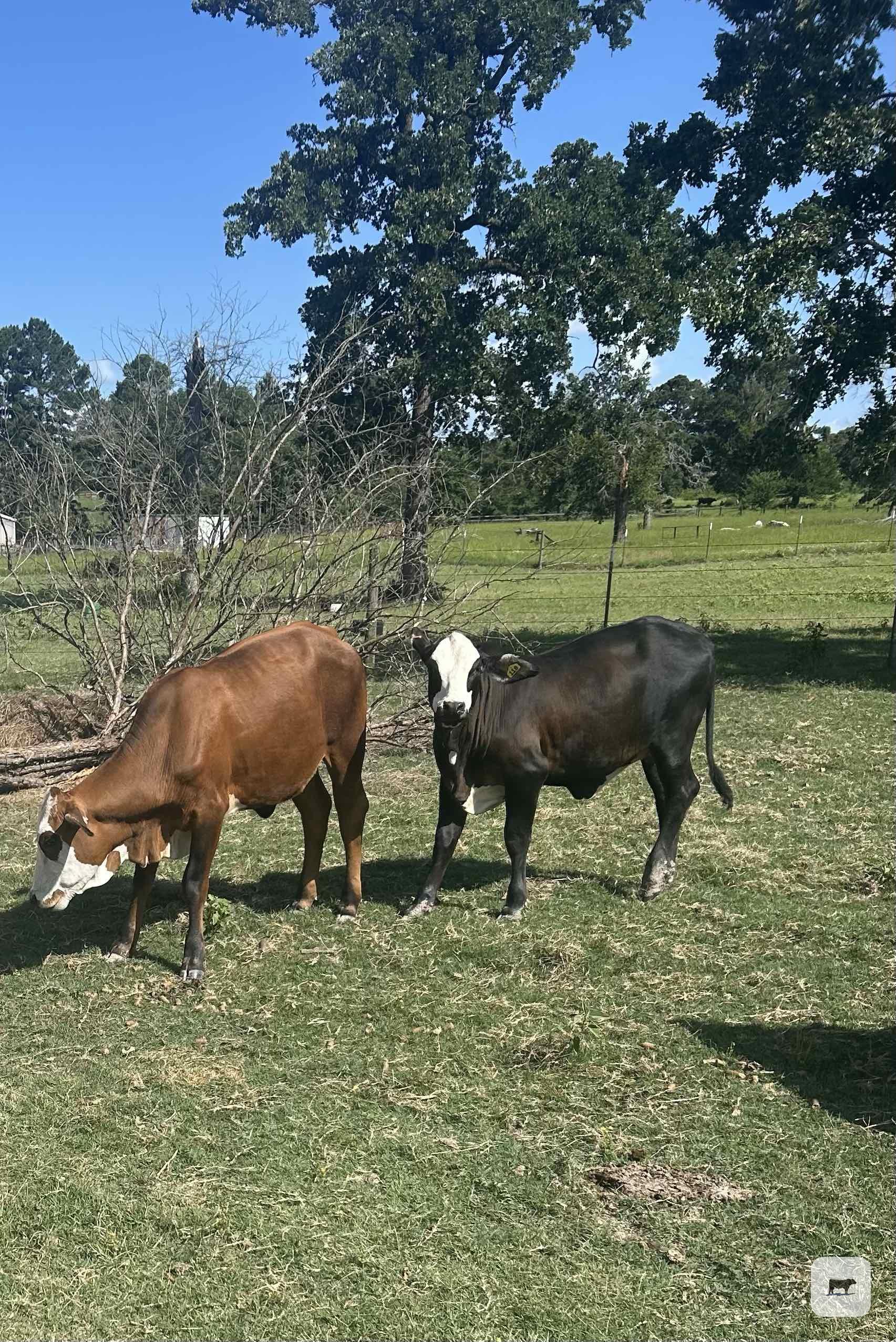 Cattle Range Listing Photo