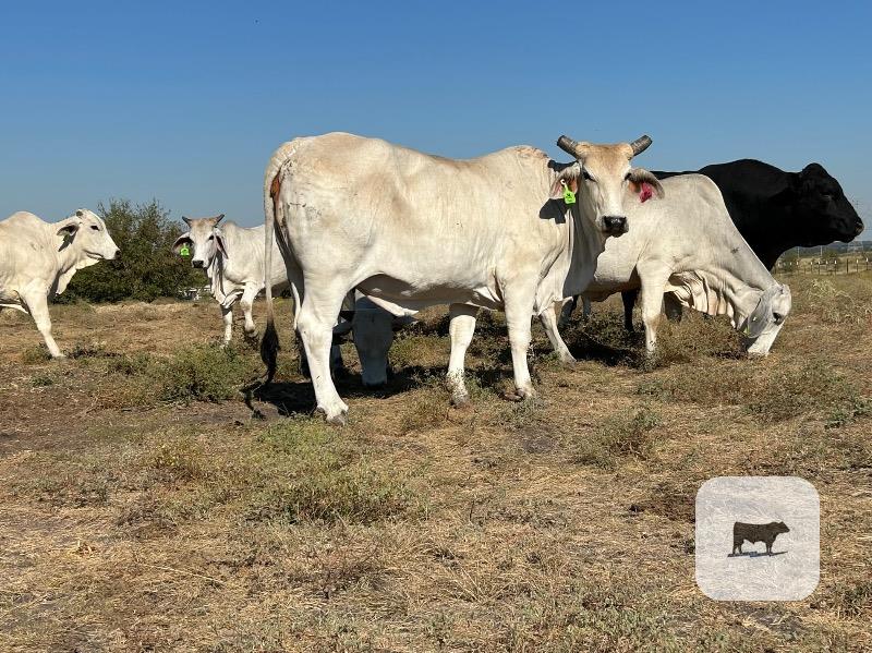 Cattle Range Listing Photo