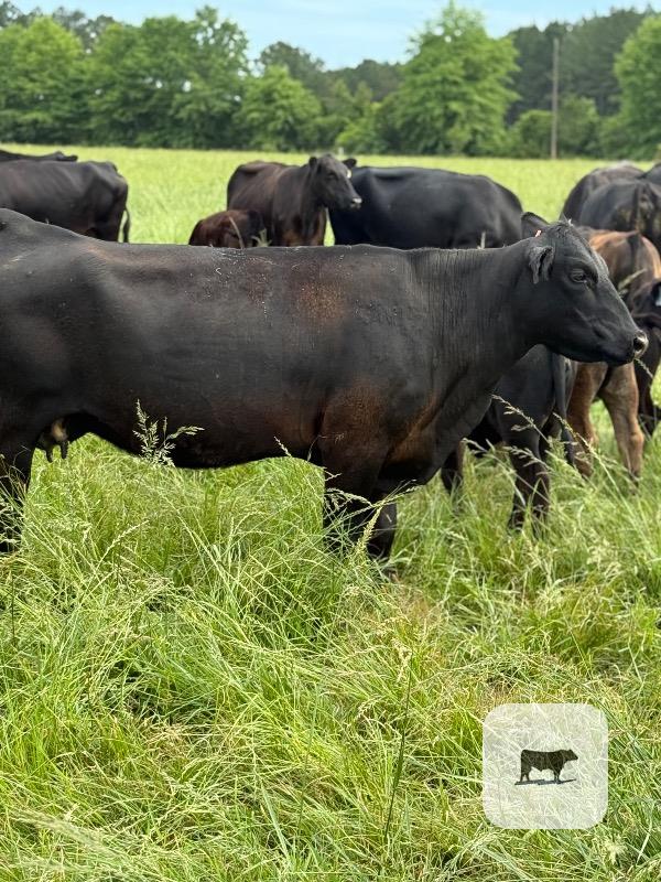 Cattle Range Listing Photo