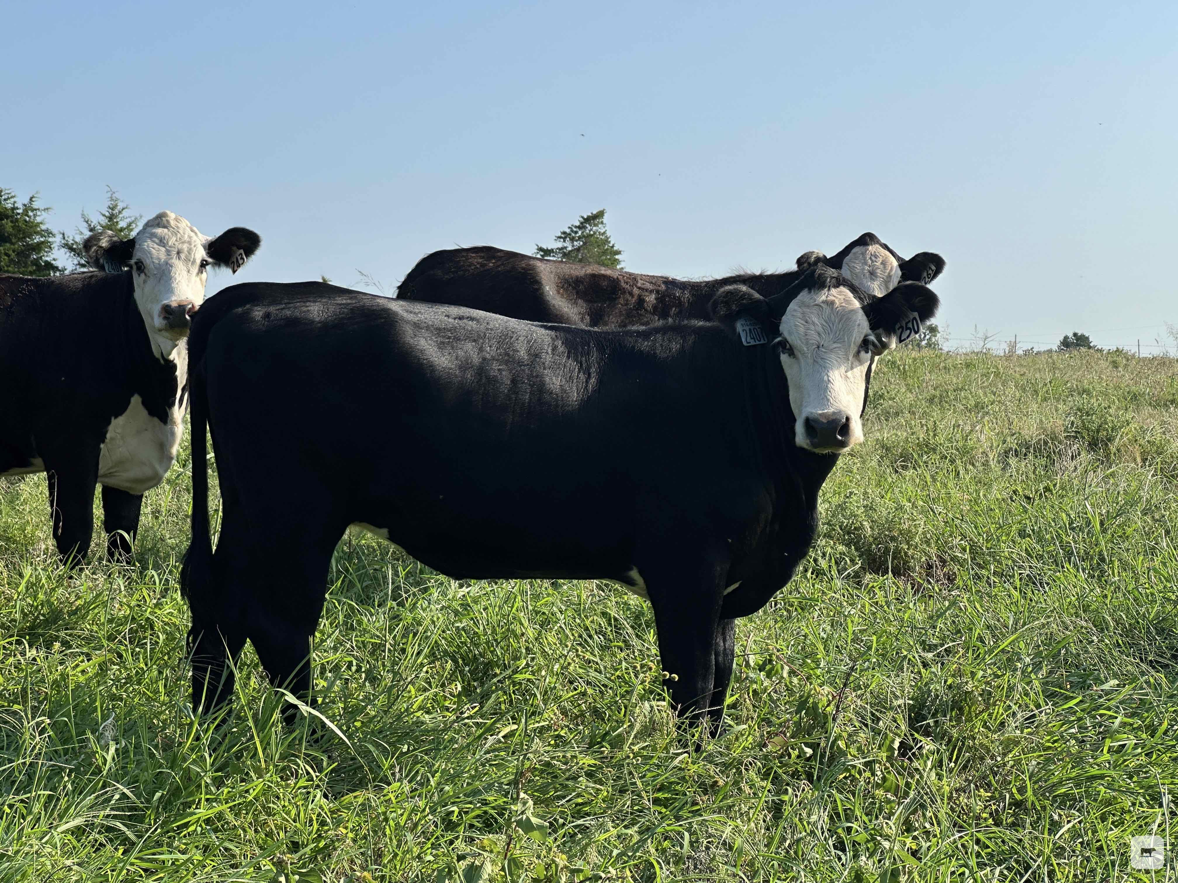 Cattle Range Listing Photo