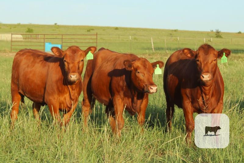 Cattle Range Listing Photo