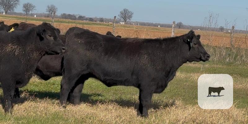 Cattle Range Listing Photo