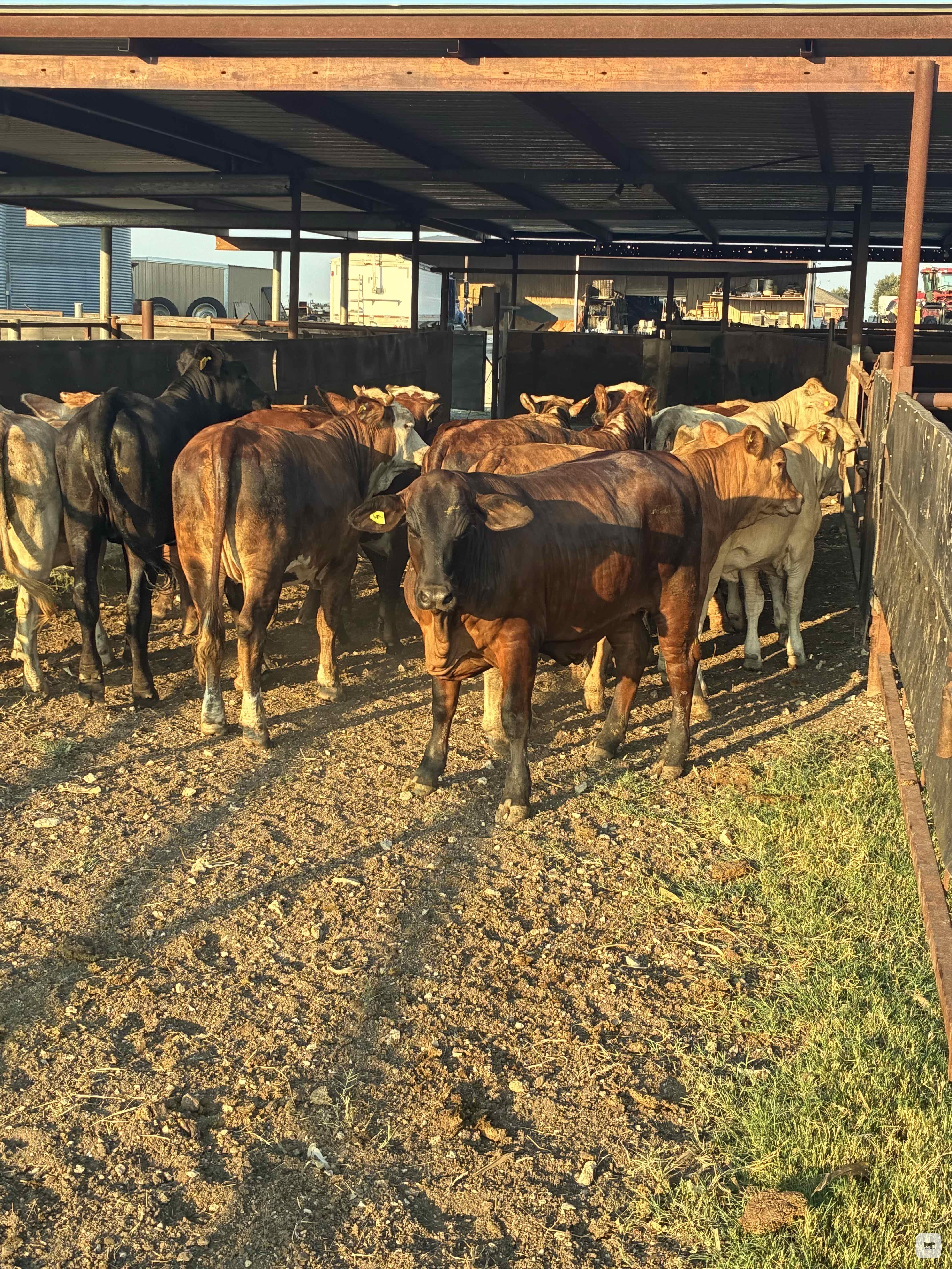 Cattle Range Listing Photo